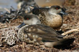 Pategonian Crested Ducks